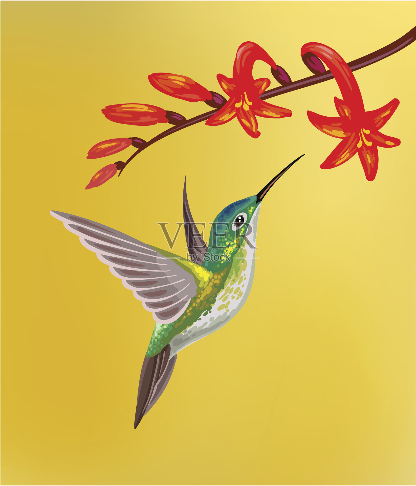 蜂鸟插画图片素材