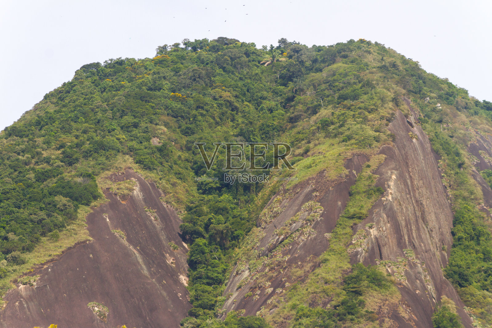 这是巴西里约热内卢科帕卡巴纳社区的山羊群。照片摄影图片