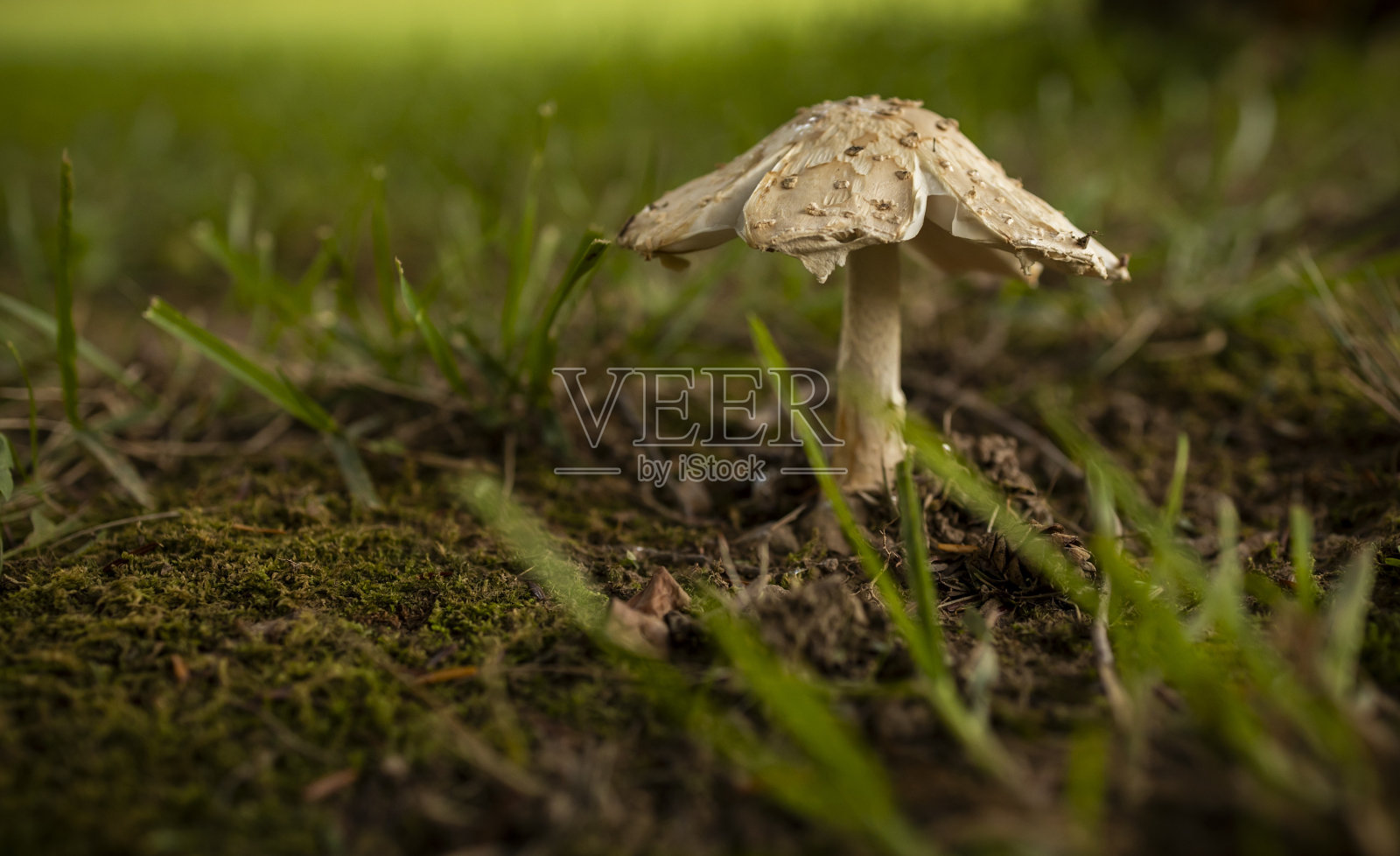 地板上的蘑菇照片摄影图片