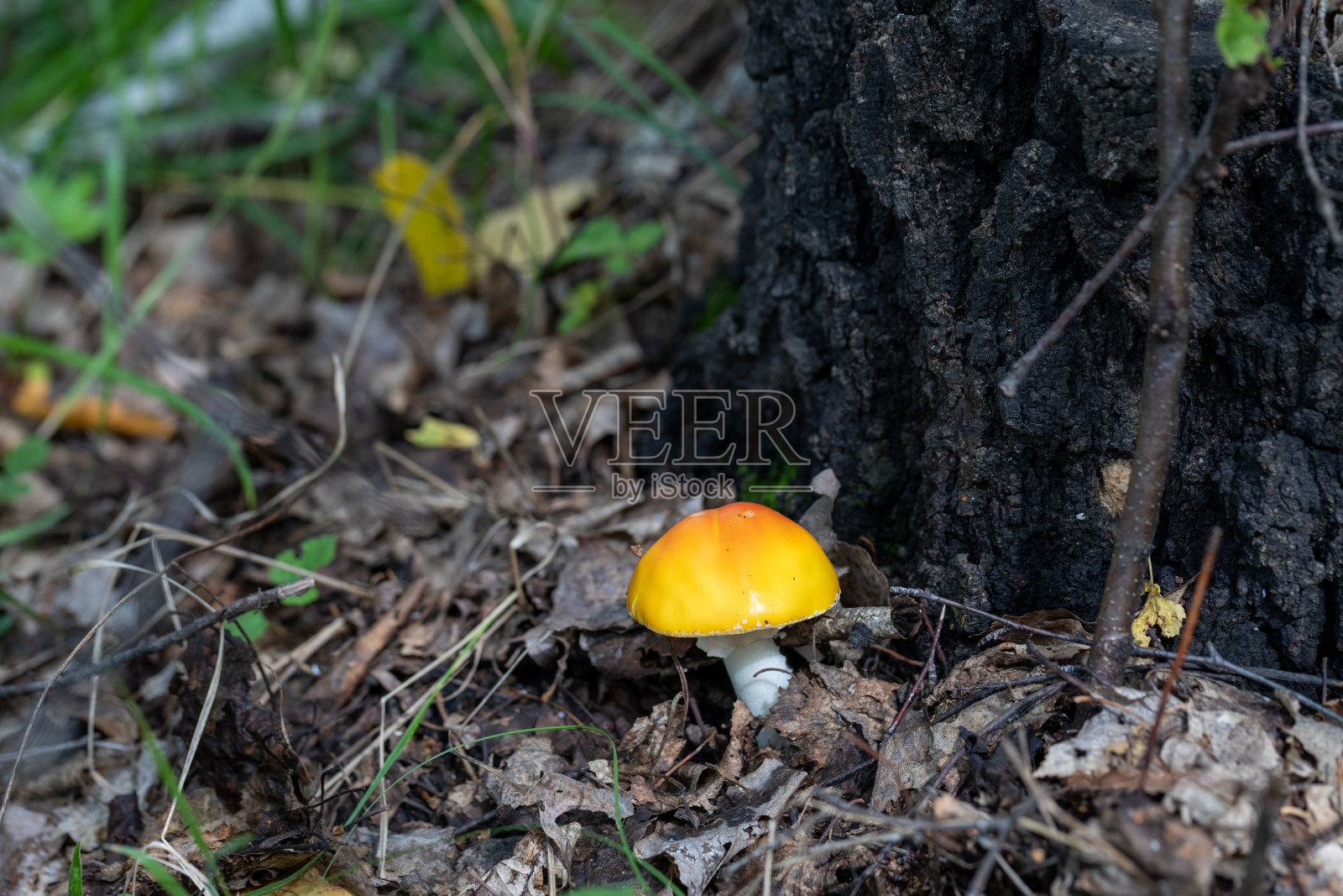 大自然中毒伞菌的特写照片照片摄影图片