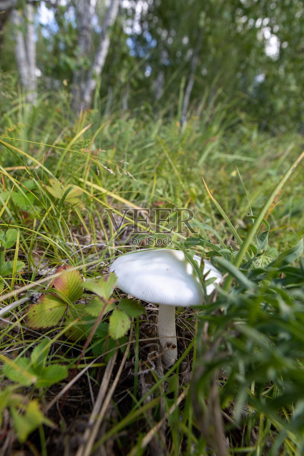 大自然中毒伞菌的特写照片照片摄影图片