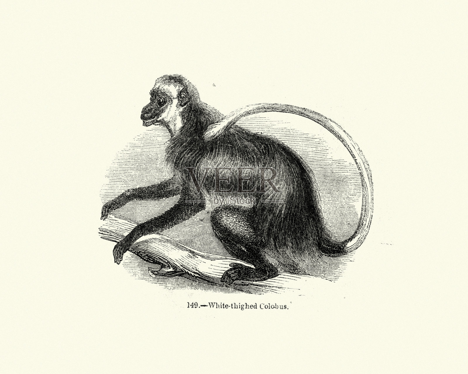 熊疣(白腿疣)插画图片素材