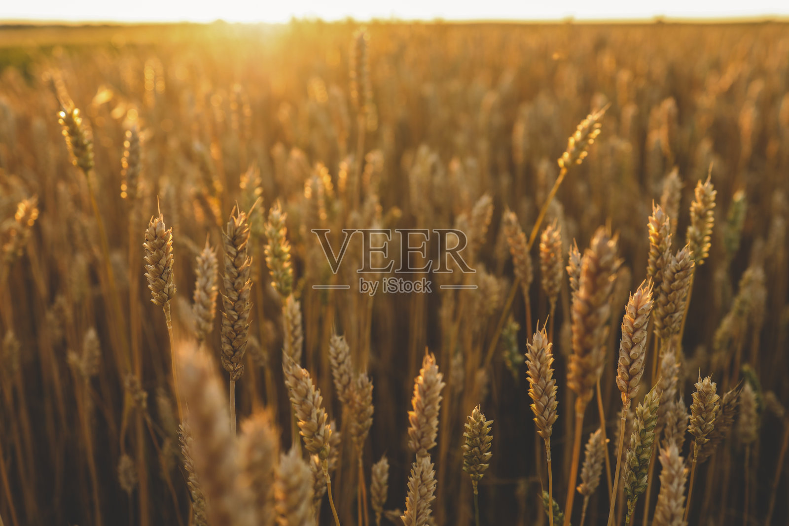 麦田。金黄色的麦穗靠近了。美丽的自然日落景观。阳光下的乡村风光。草甸麦田穗成熟的背景照片摄影图片