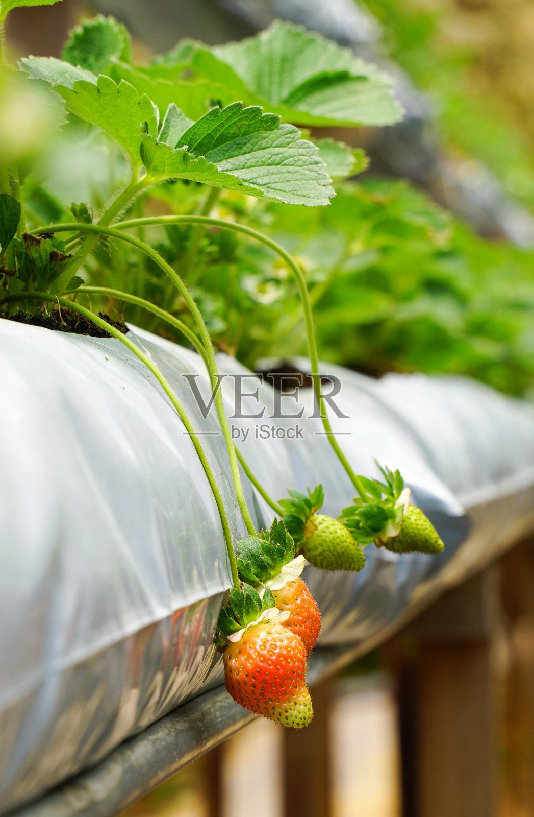 马来西亚的草莓种植园照片摄影图片