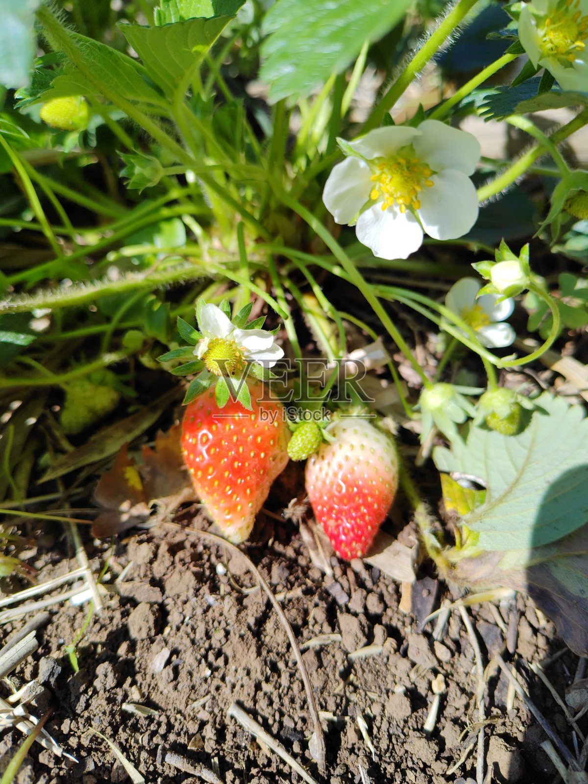 有机草莓照片摄影图片
