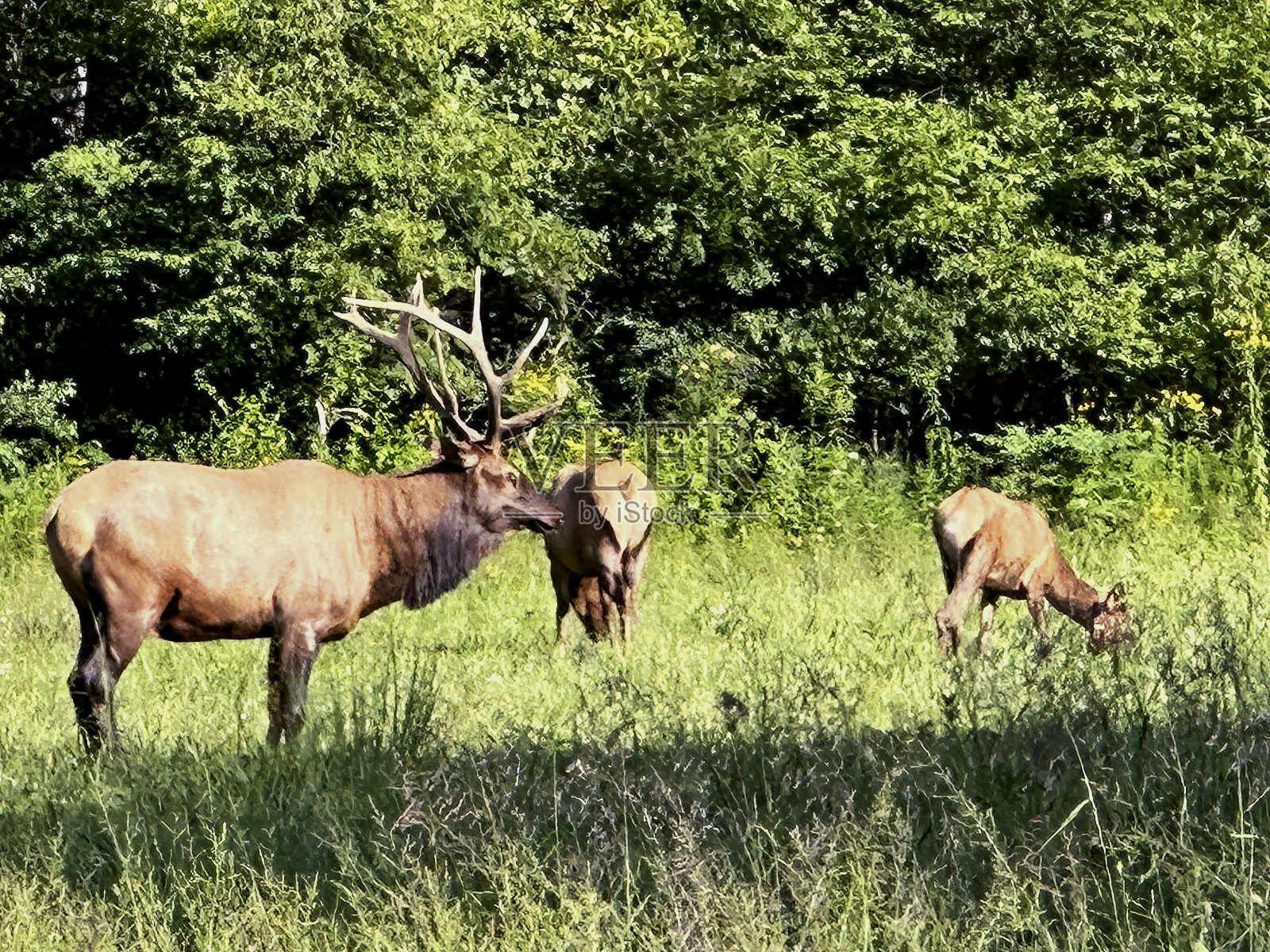 Oconoluftee麋鹿照片摄影图片