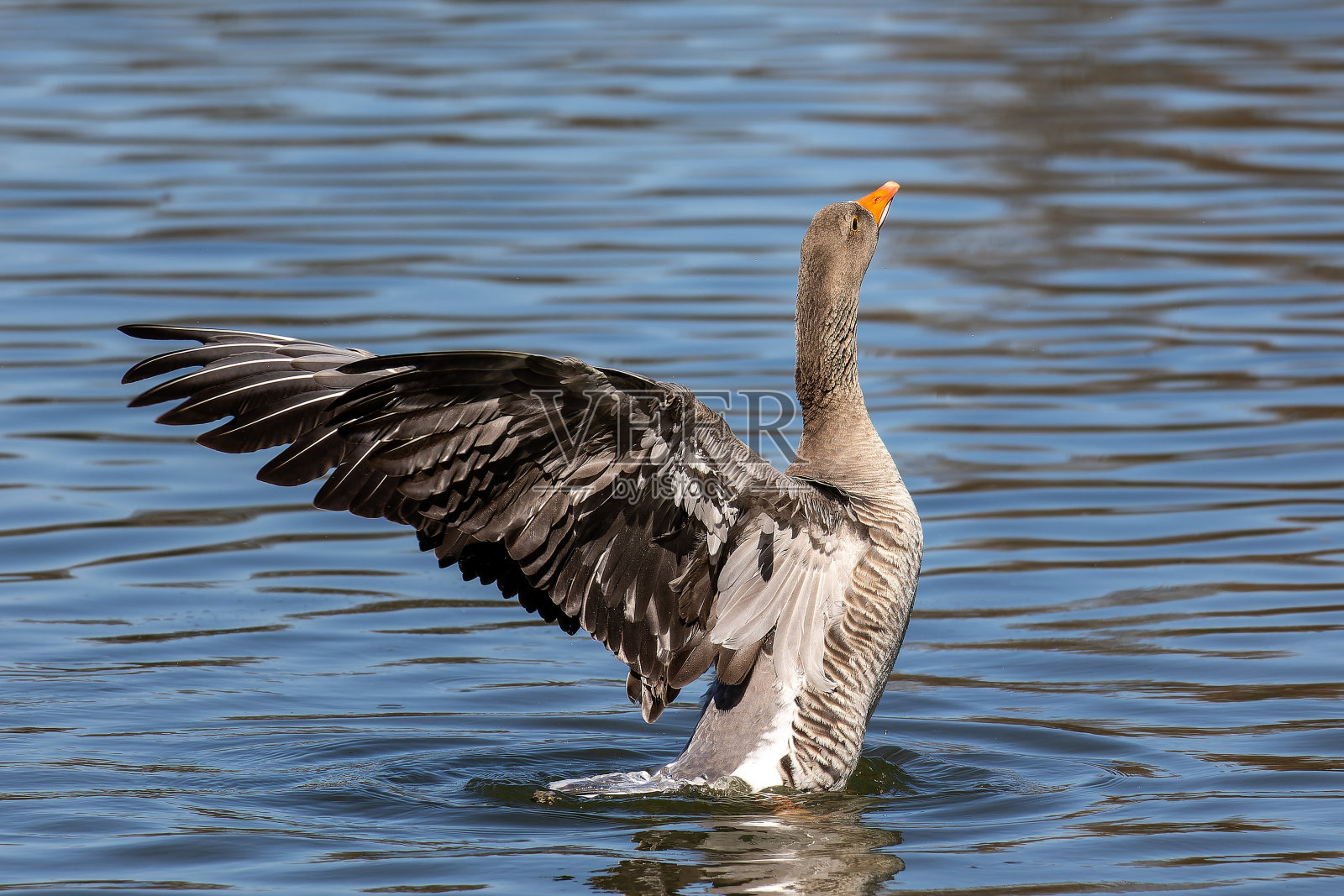灰雁在水面上展开翅膀。安塞尔是一种大鹅照片摄影图片