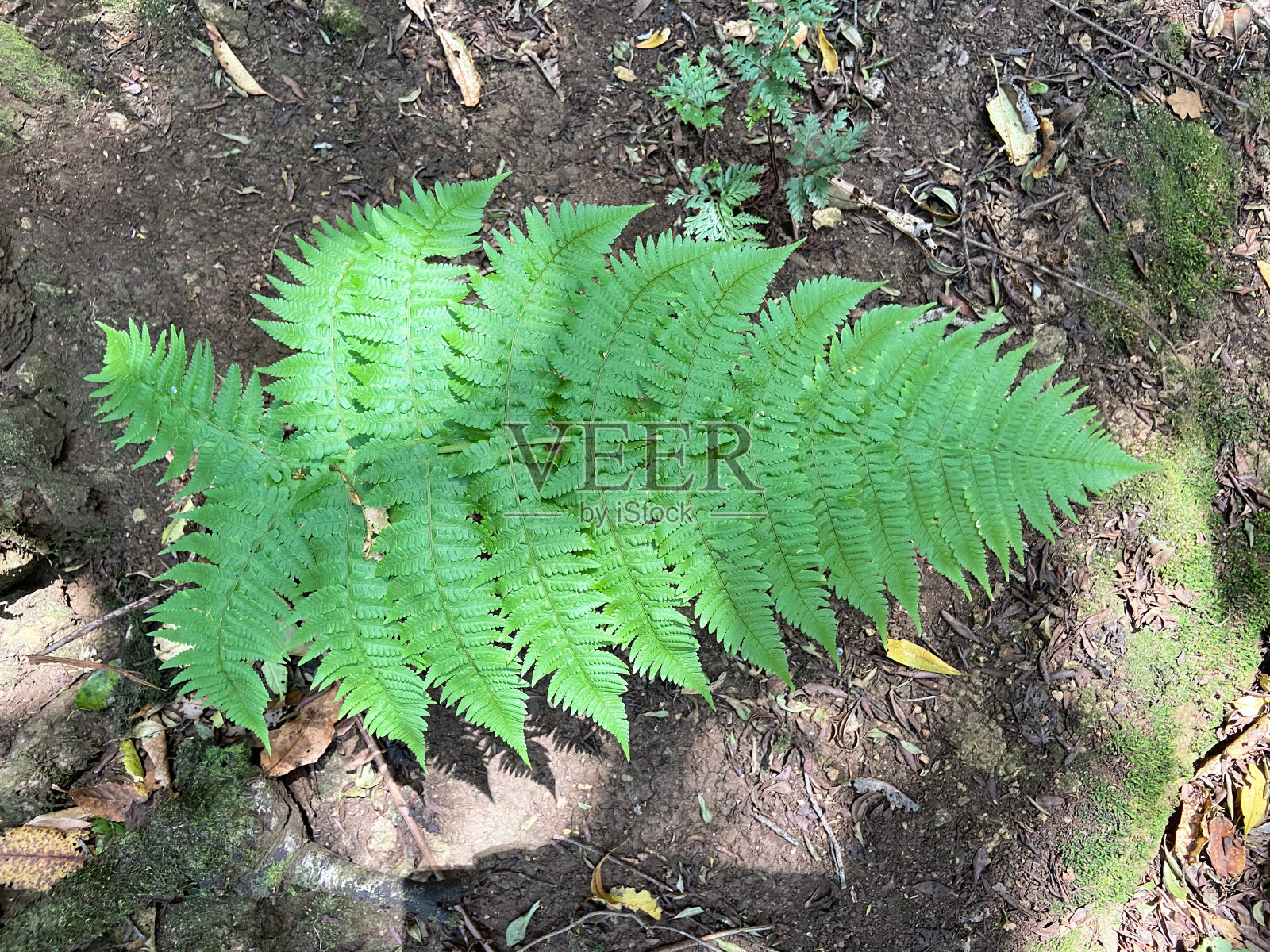 在西班牙加那利群岛特内里费岛的阿纳加，绿色的新鲜蕨类植物叶子被隔离在森林地面背景上照片摄影图片