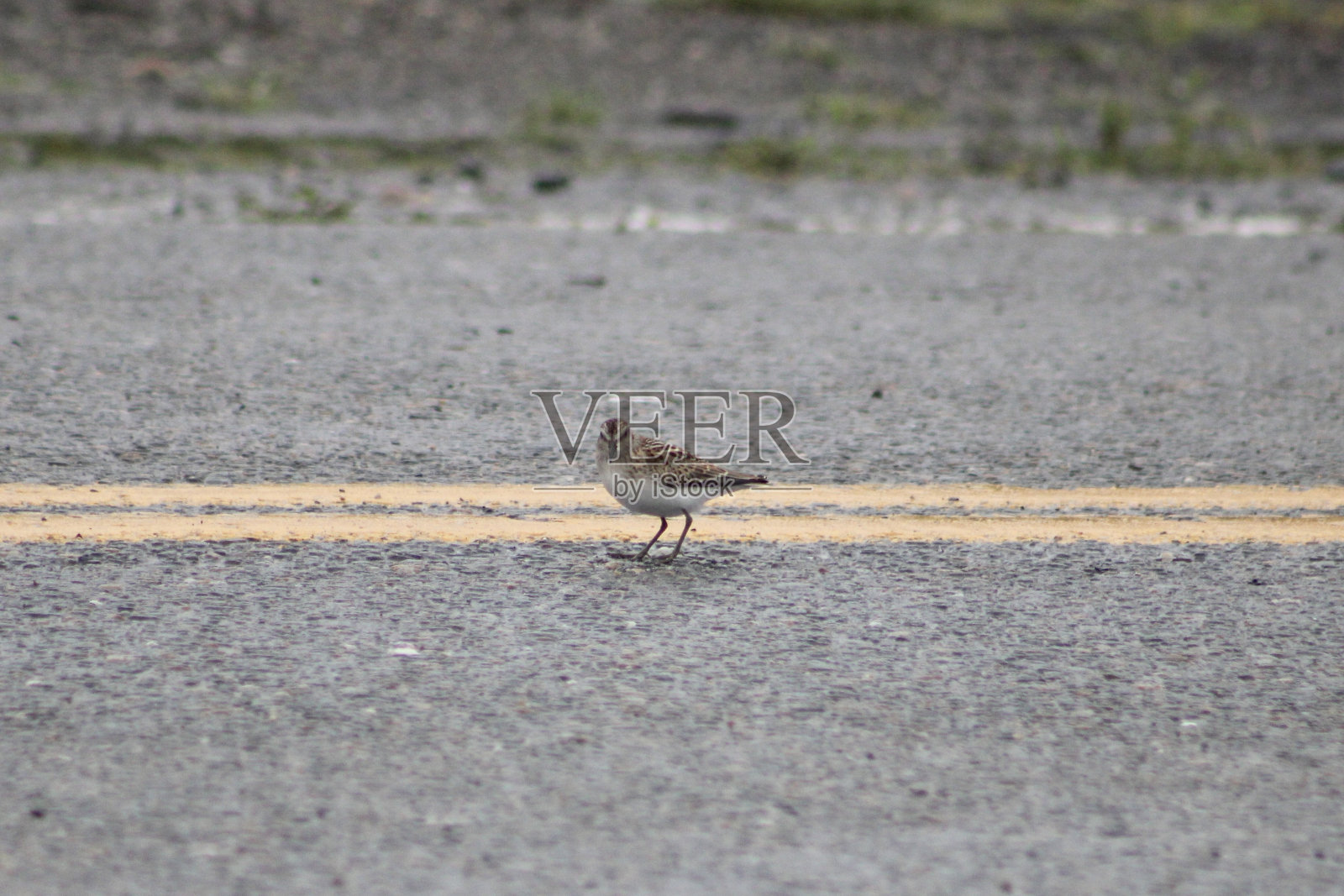 Semipalmated鹬照片摄影图片