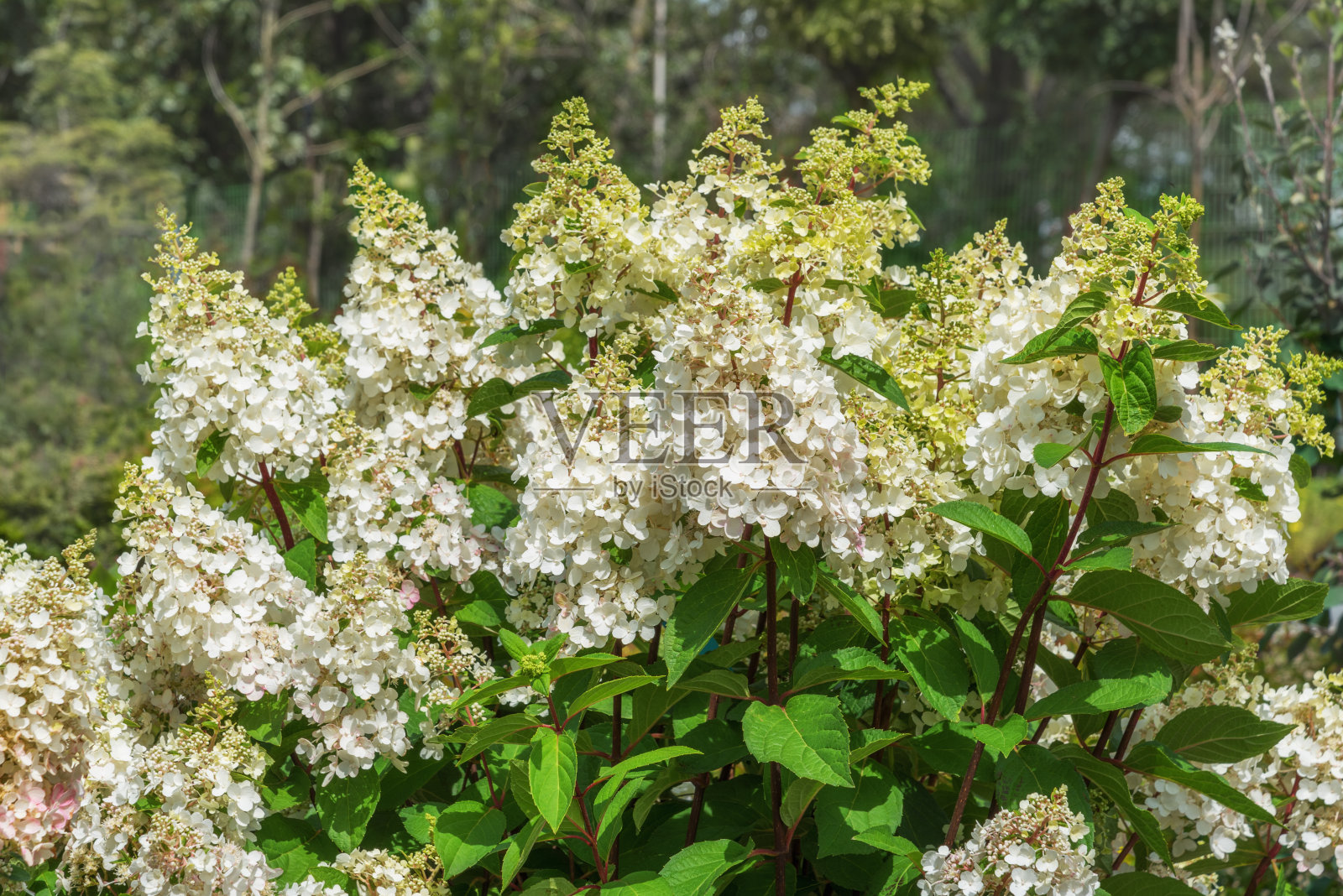 粉红闪闪绣球。花大，锥形，白色的花照片摄影图片