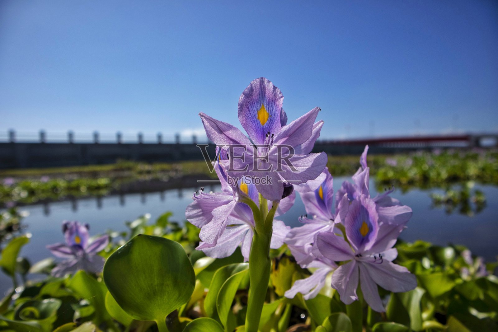 风信子/风信子属照片摄影图片