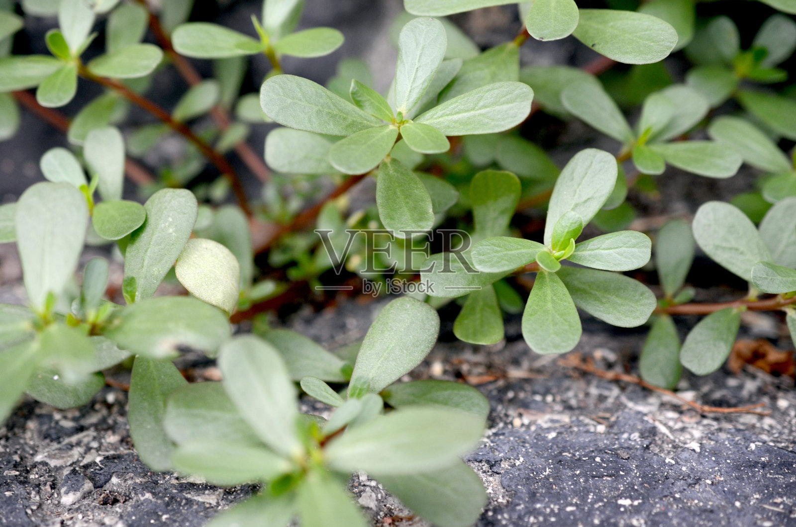马齿苋，马齿苋照片摄影图片