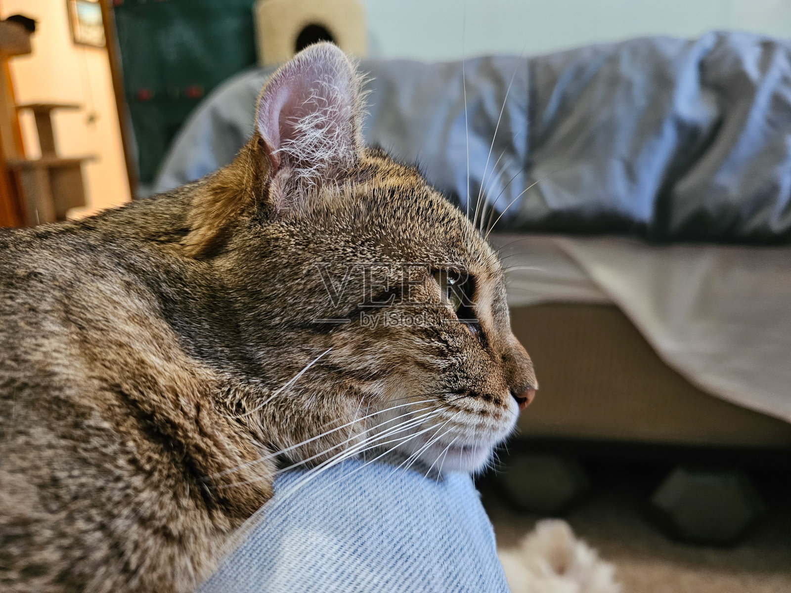 腿上的猫照片摄影图片