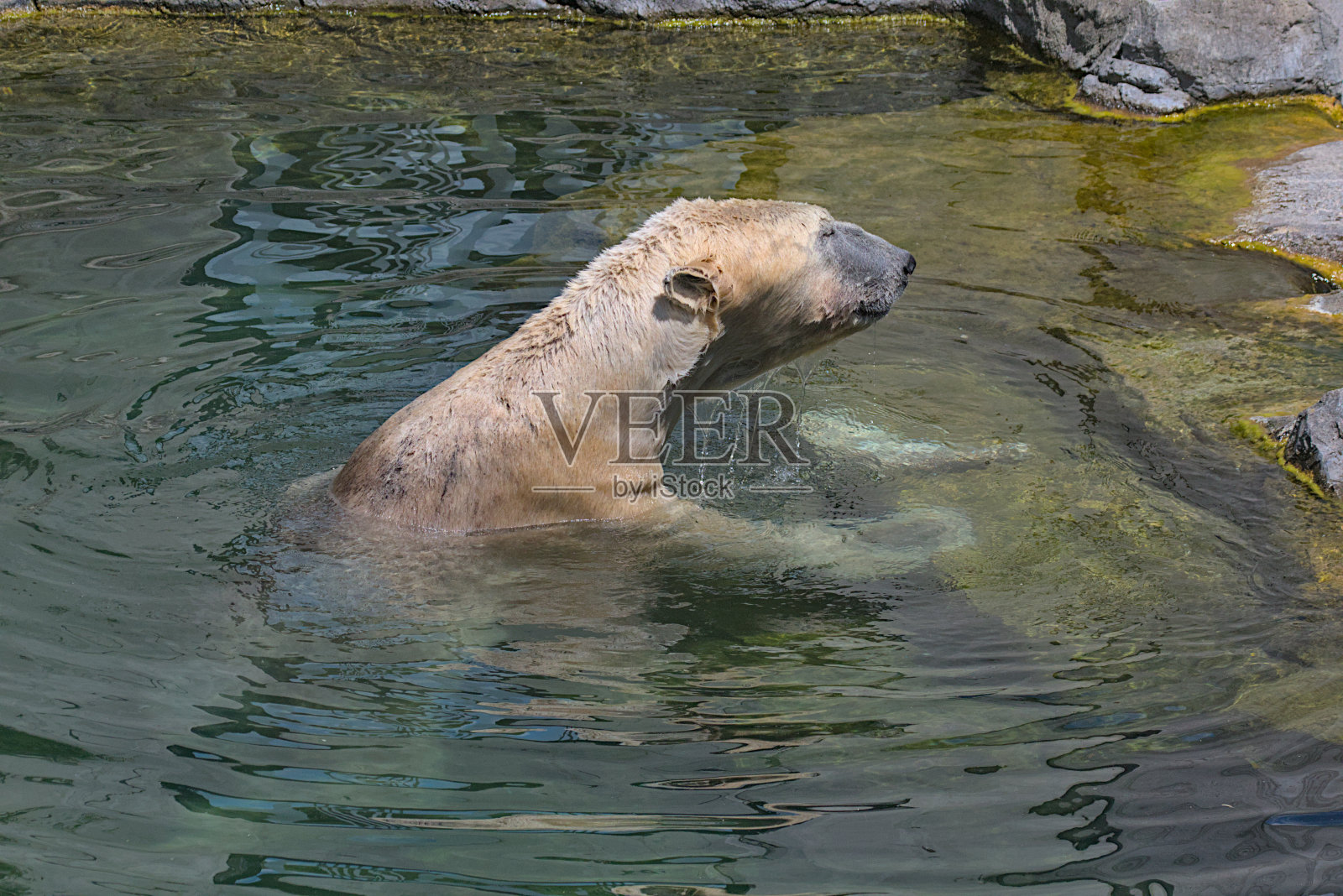 大北极熊在蓝色的水里游泳。照片摄影图片