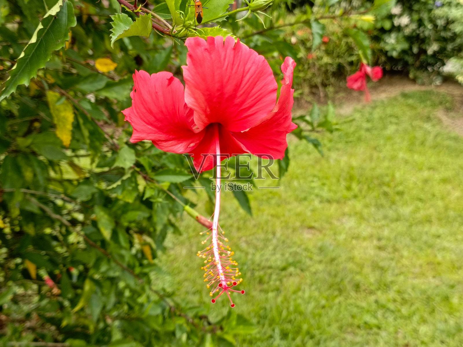 芙蓉照片摄影图片