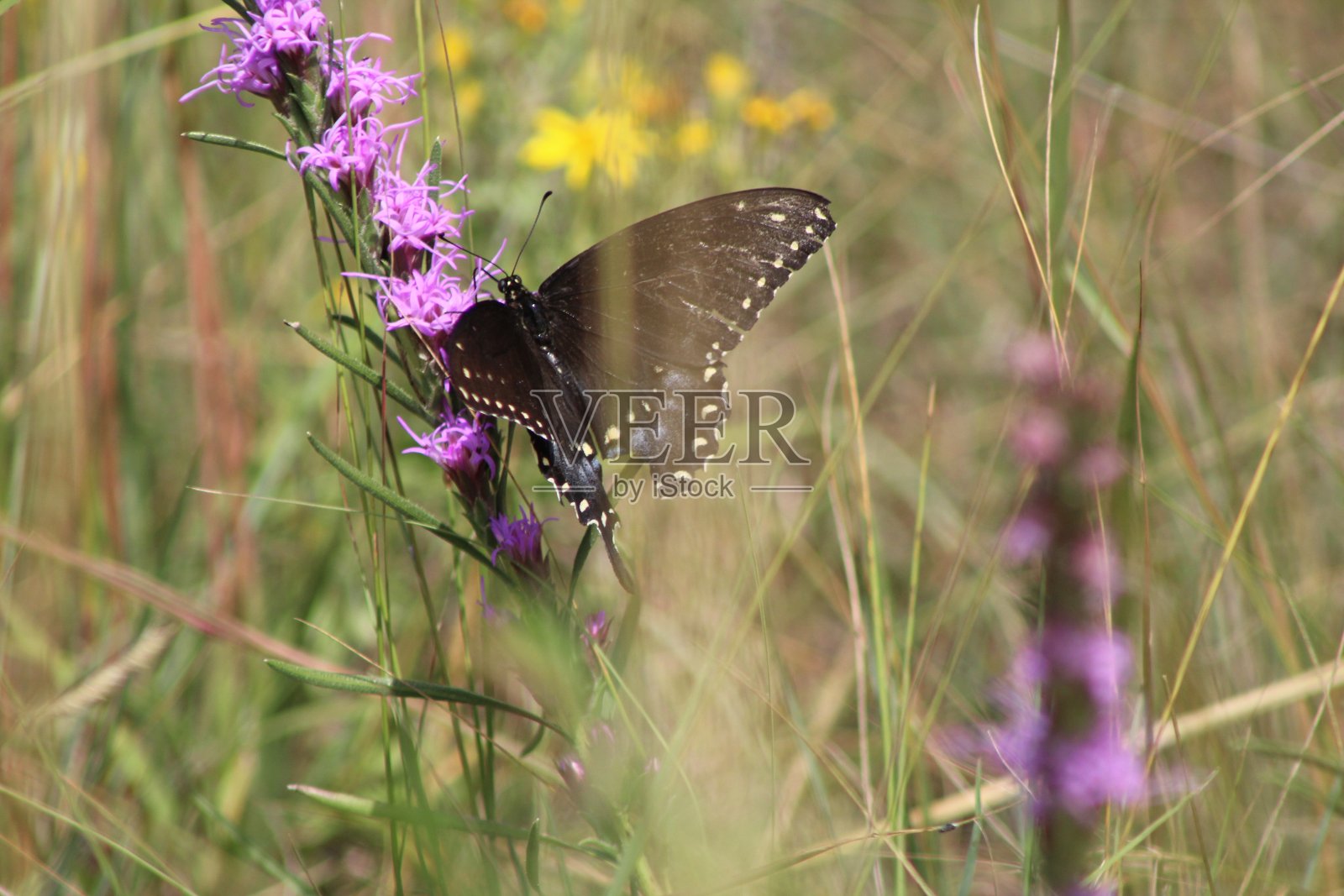 燕尾服照片摄影图片