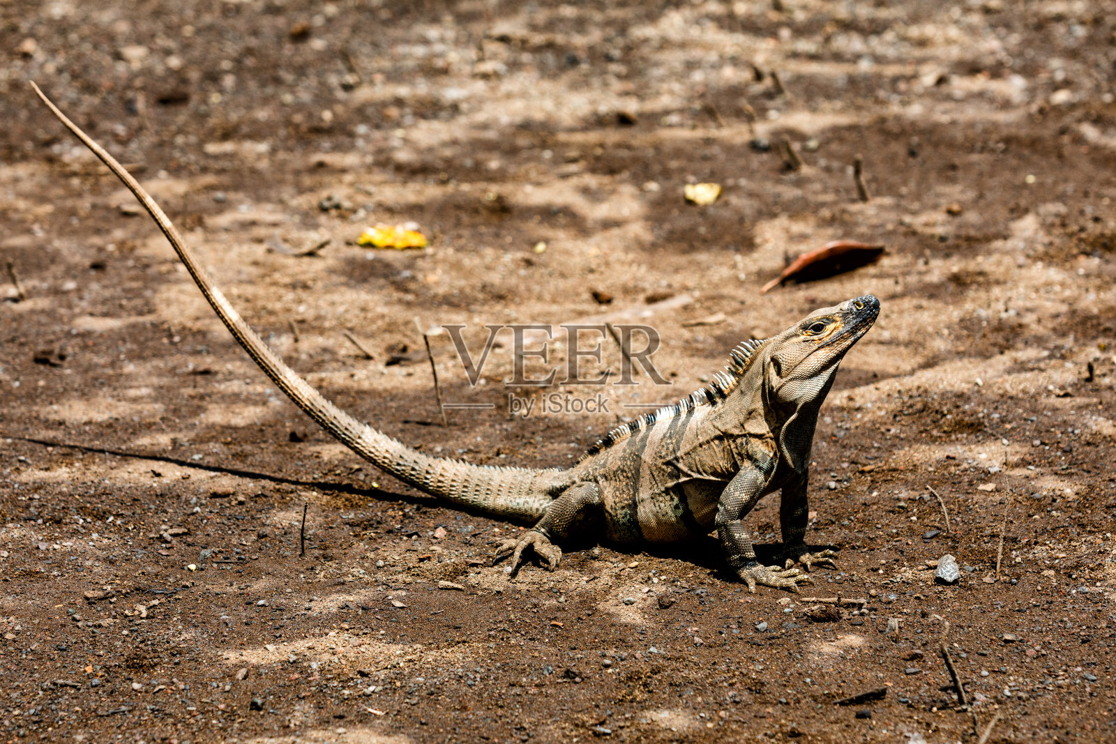 哥斯达黎加塔马林多的黑刺尾鬣蜥照片摄影图片
