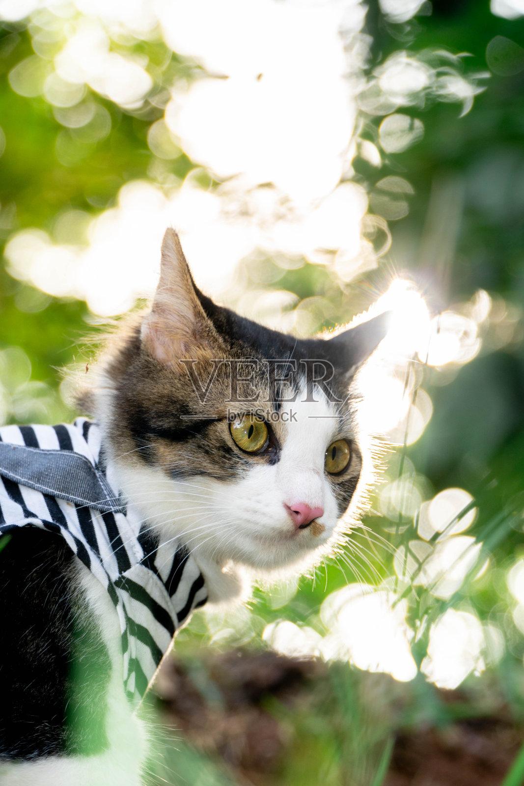 可爱的小猫在夕阳下的草地上玩耍照片摄影图片