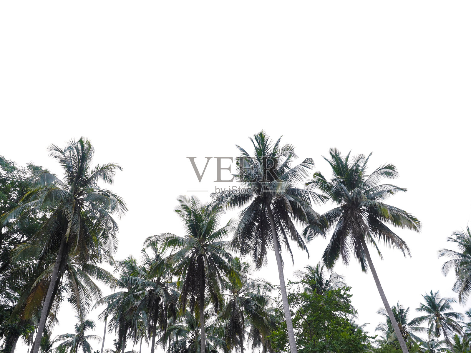 椰子树的顶部在白色的背景。照片摄影图片