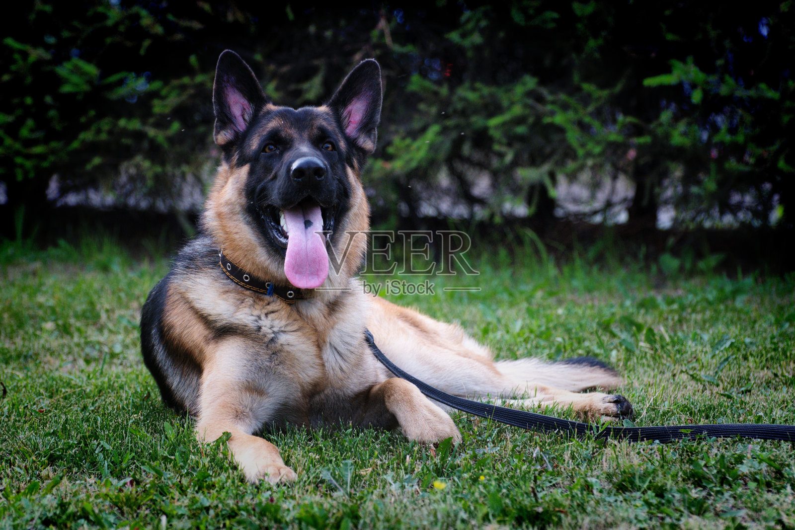 一只德国牧羊犬在夏天的草地上休息照片摄影图片