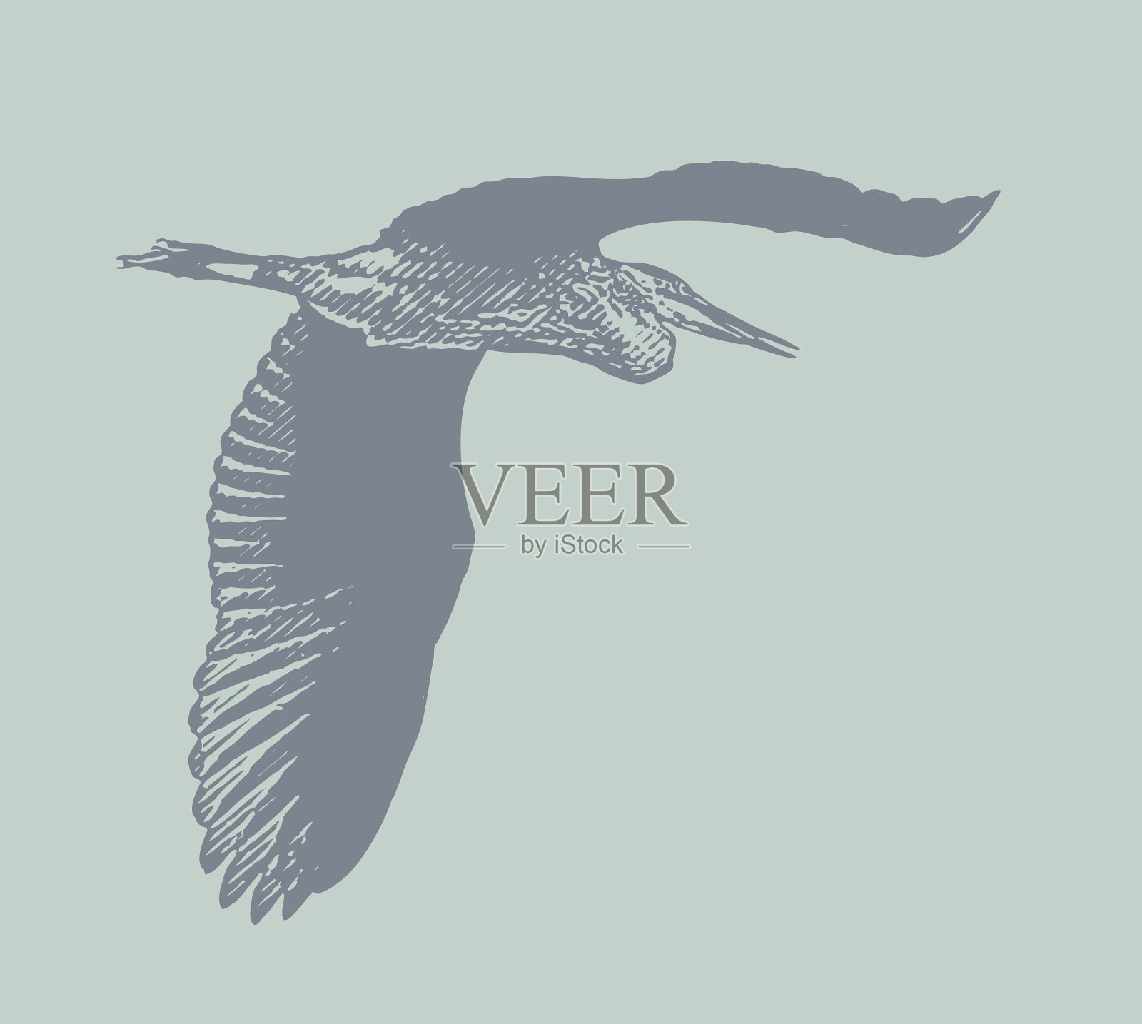 大蓝鹭飞翔插画图片素材