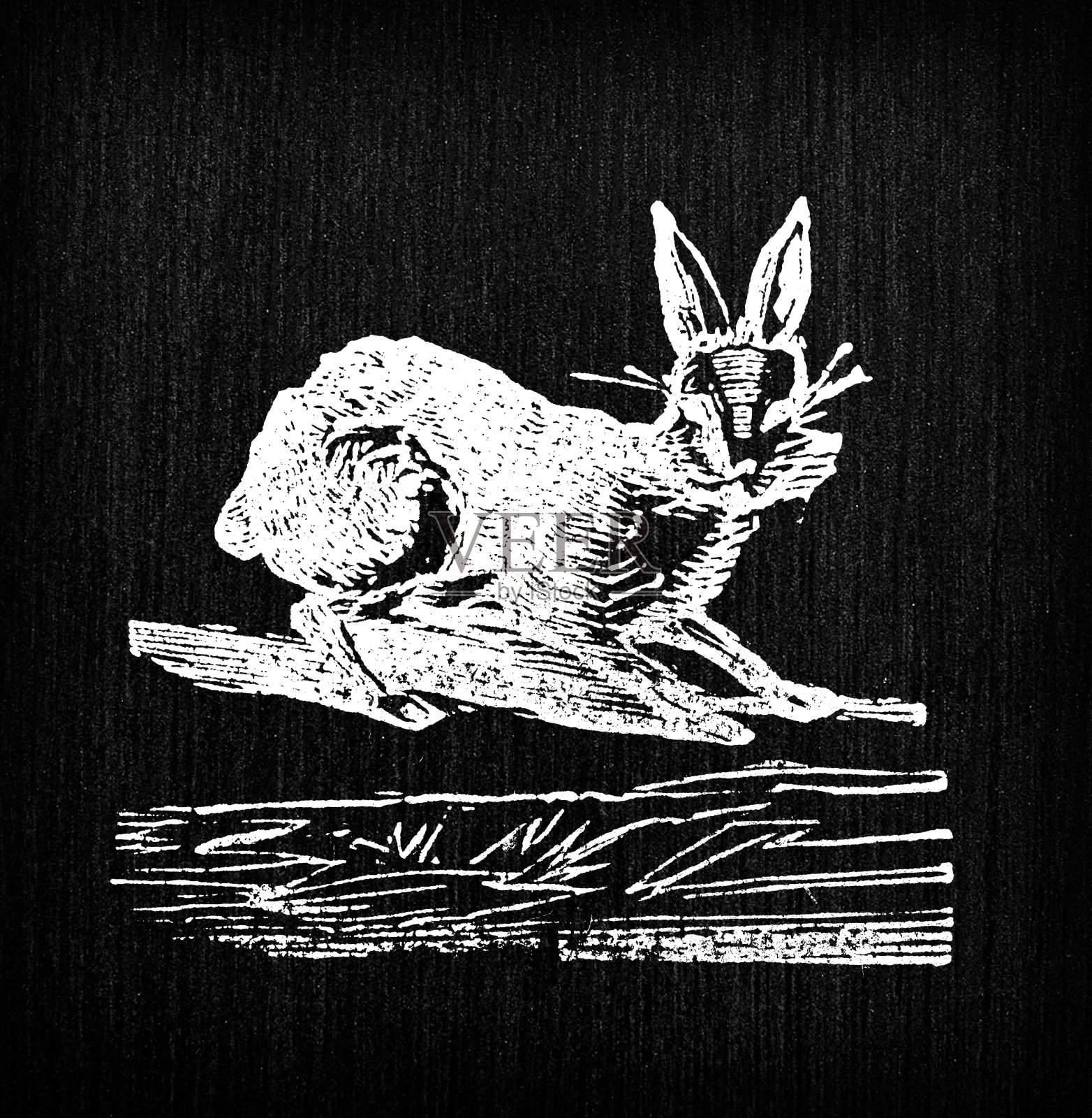 古兔插图插画图片素材