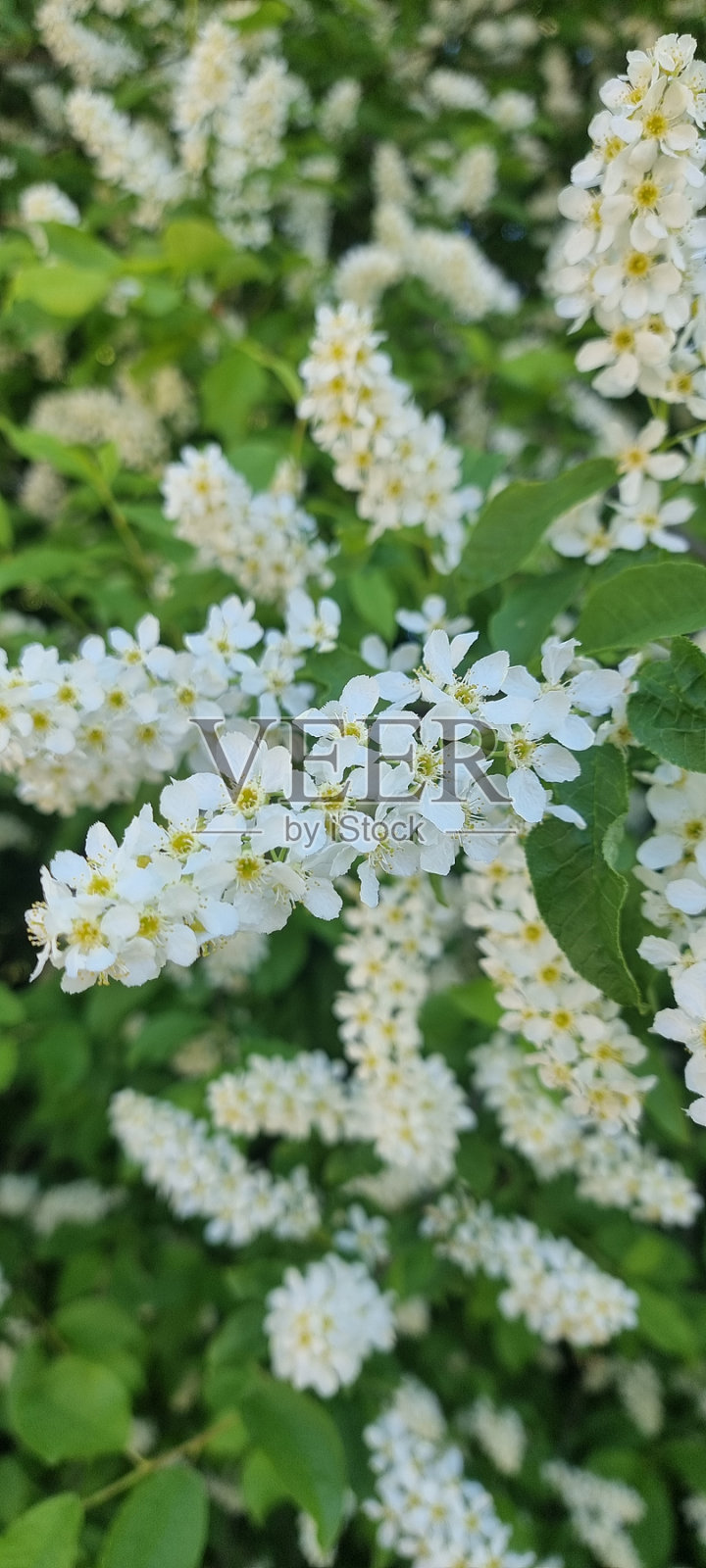 春天照片摄影图片