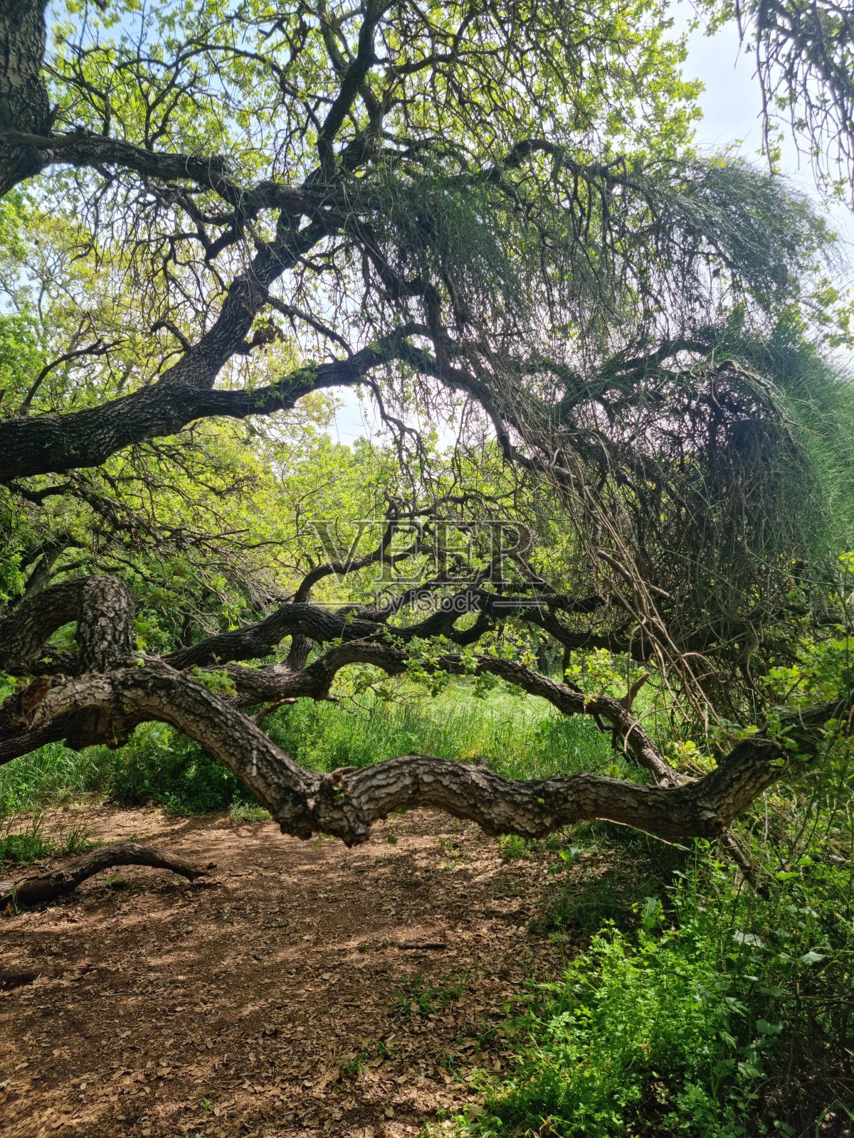 野生动物照片摄影图片