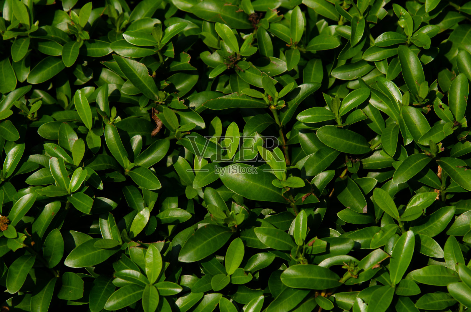 榕树叶背景纹理图像。照片摄影图片