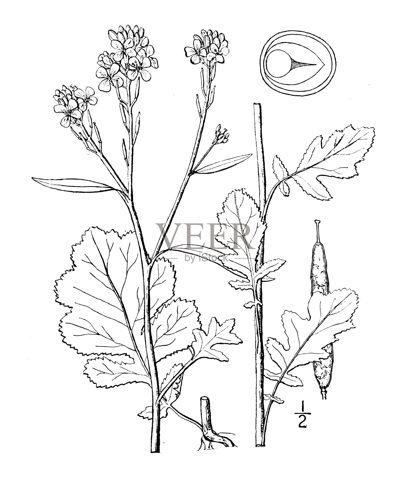 古董植物学植物插图:黑芥菜，黑芥菜插画图片素材
