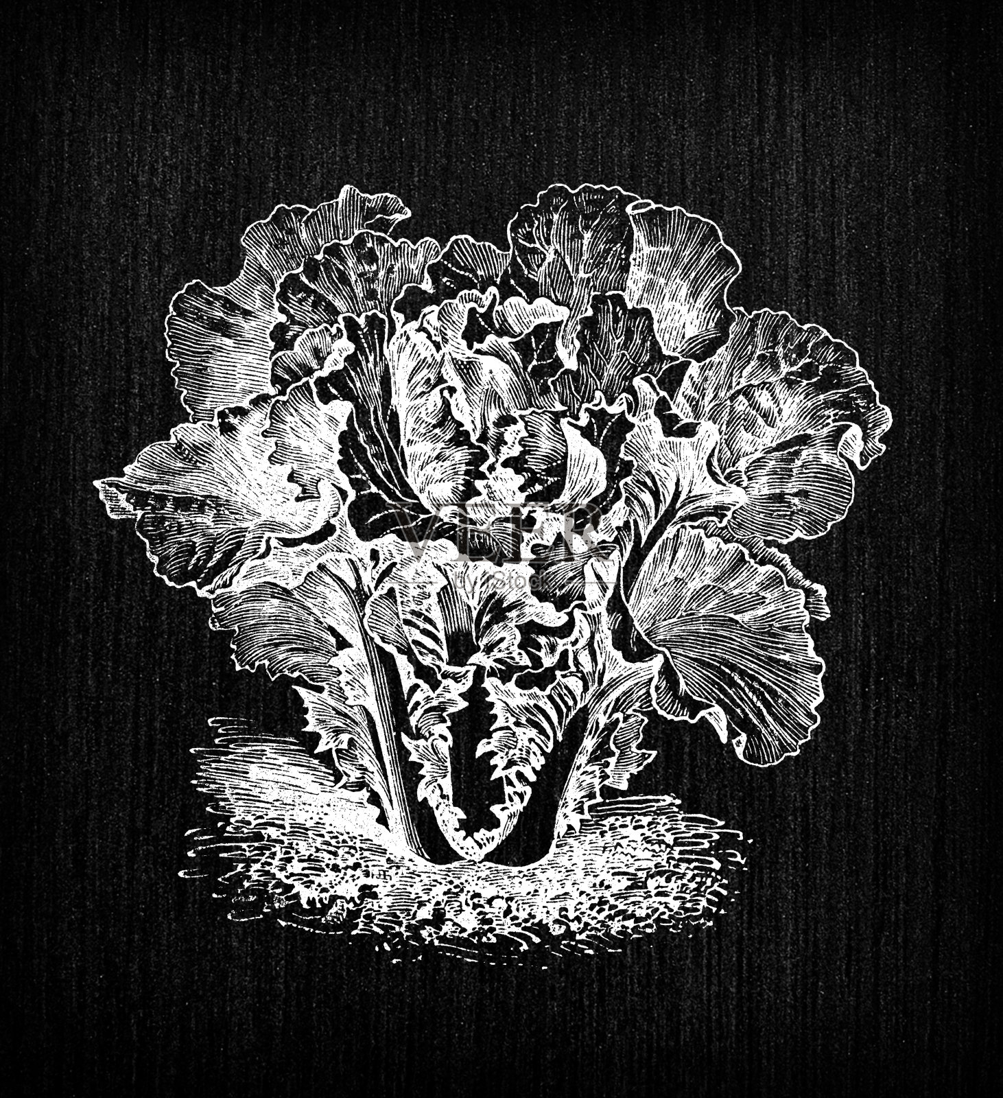 植物学蔬菜植物仿古雕刻插画:白菜(brassica chinensis)插画图片素材