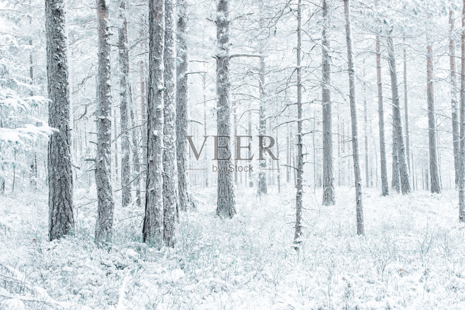 迷雾森林照片摄影图片