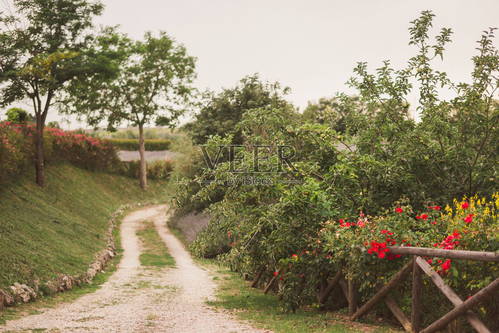 夏天美丽的意大利花园的壮观景色。照片摄影图片