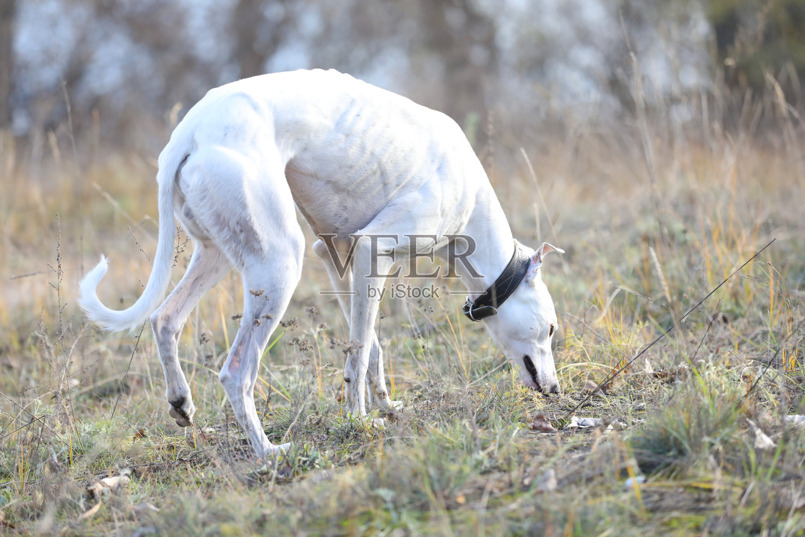 灰狗户外照片摄影图片