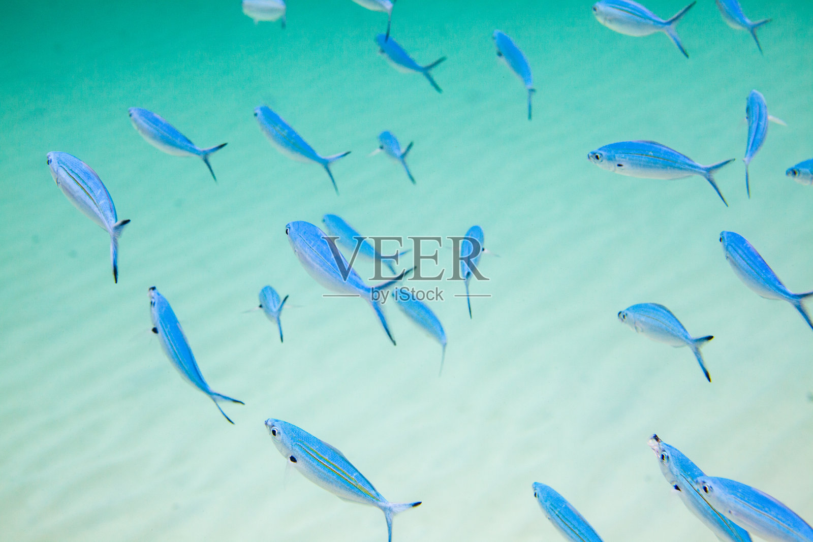 一群沿对角线方向游动的小银鱼。照片摄影图片