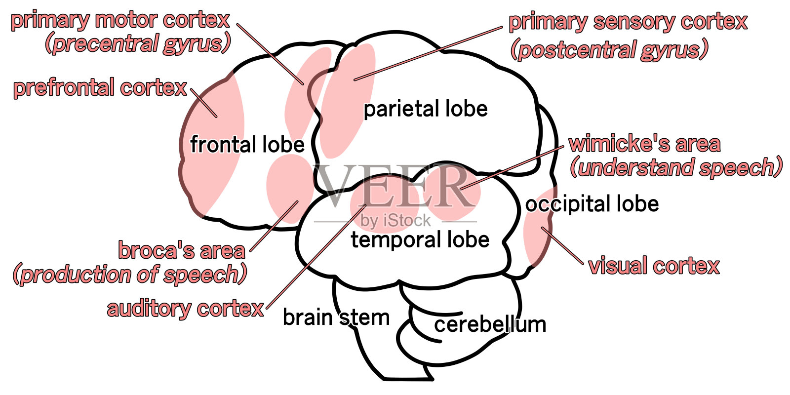 从侧面看大脑的简单图解插画图片素材