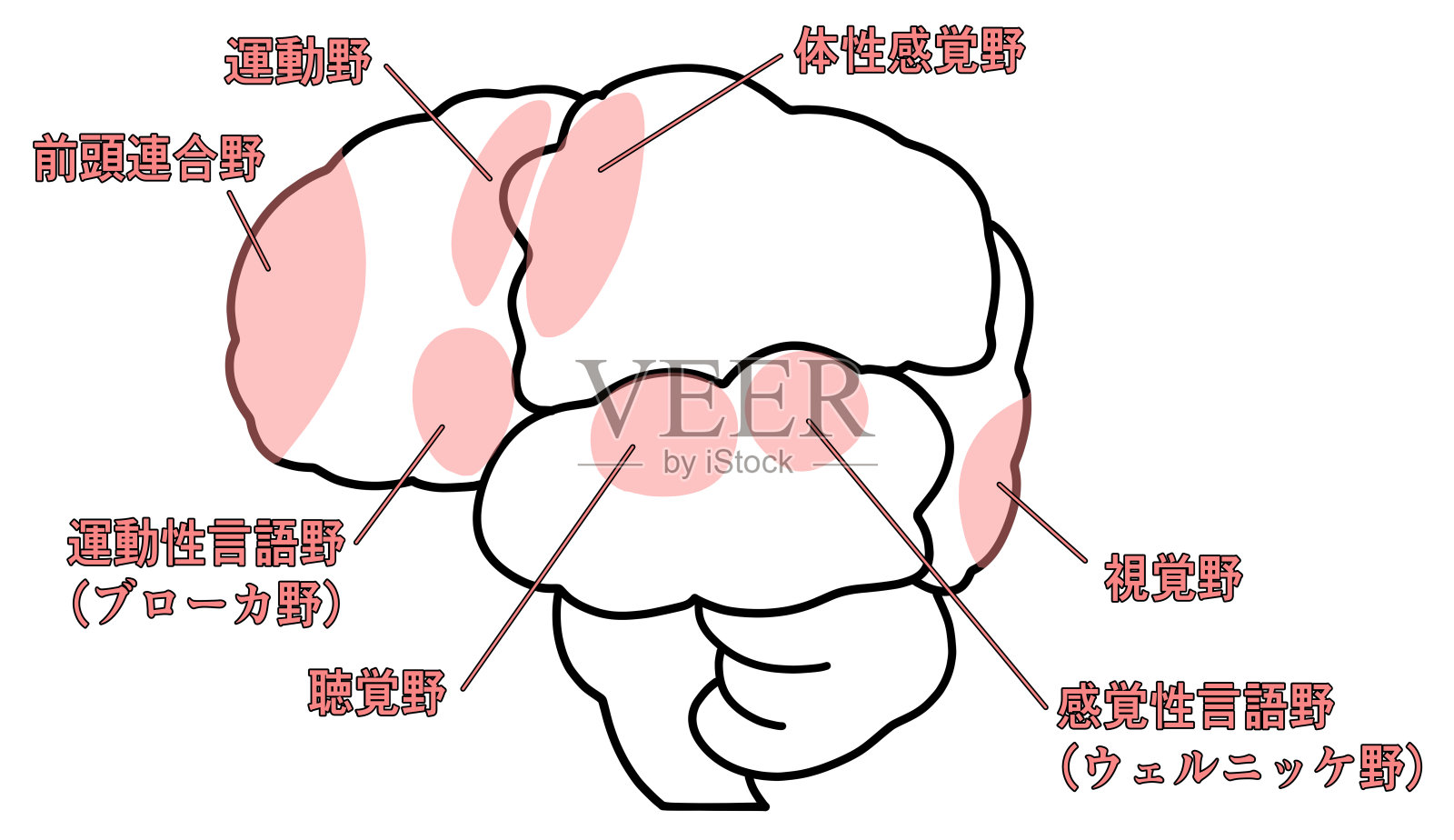 从侧面看大脑的简单图解插画图片素材