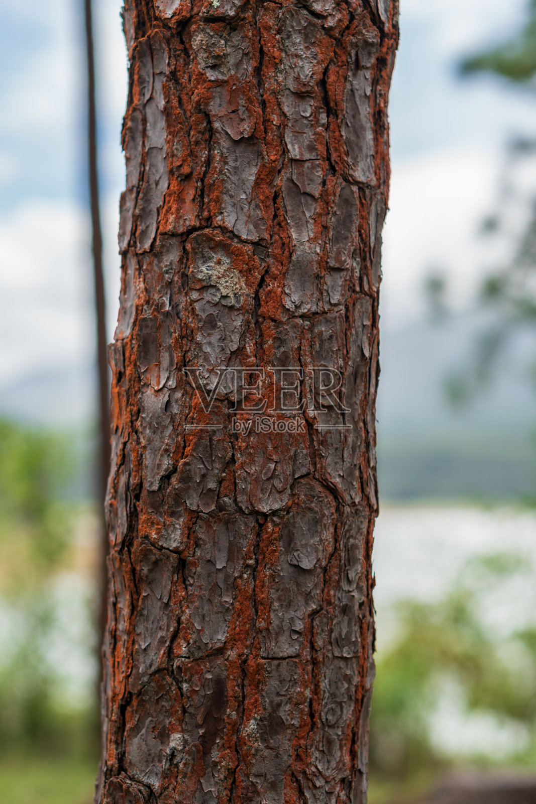 拉耶瓜达国家公园照片摄影图片
