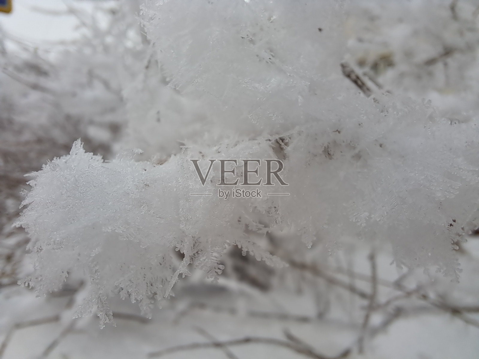 毛茸茸的新雪落在灌木丛上照片摄影图片