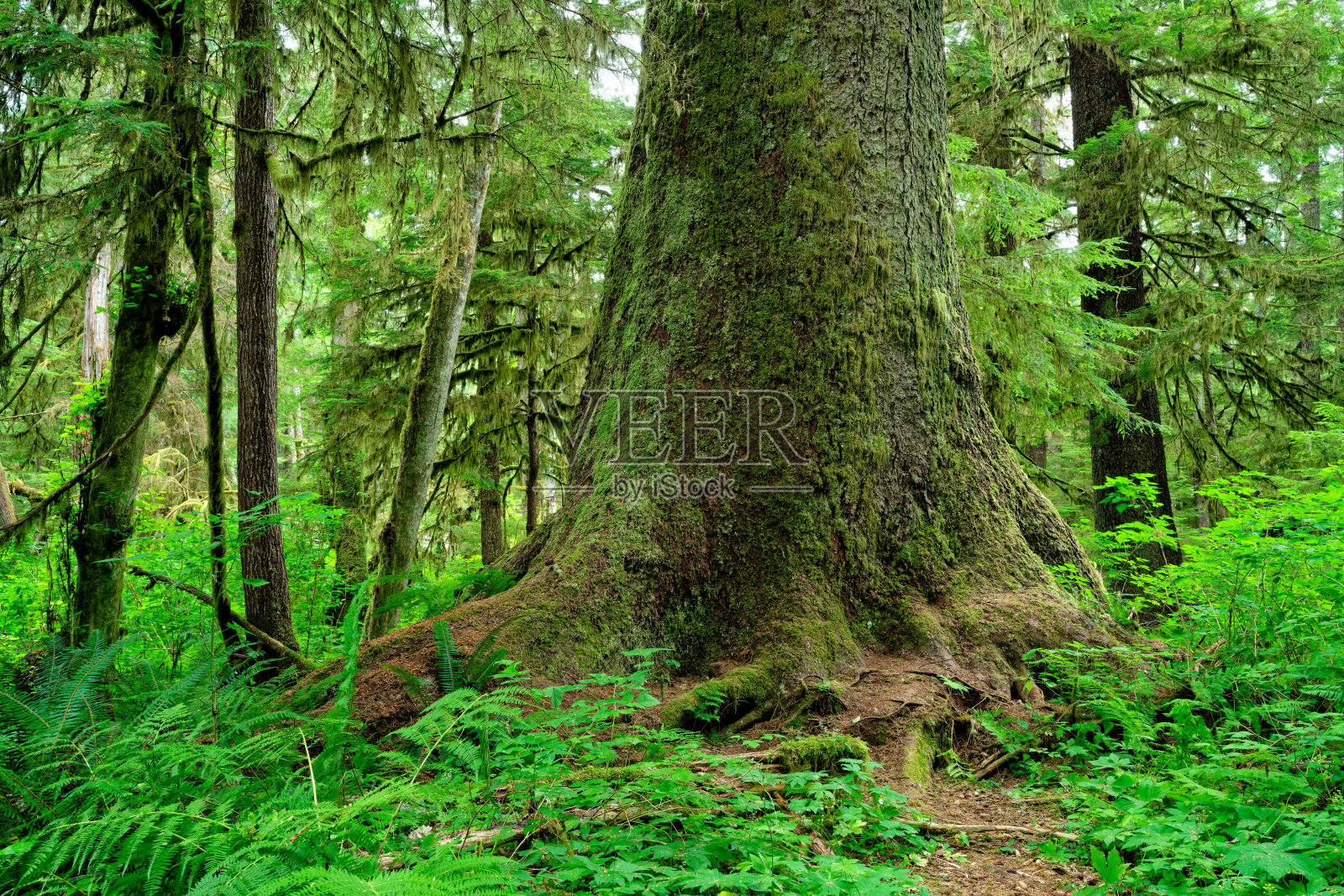 加拿大BC省，温哥华岛北部纳维蒂湖的巨型西加云杉照片摄影图片