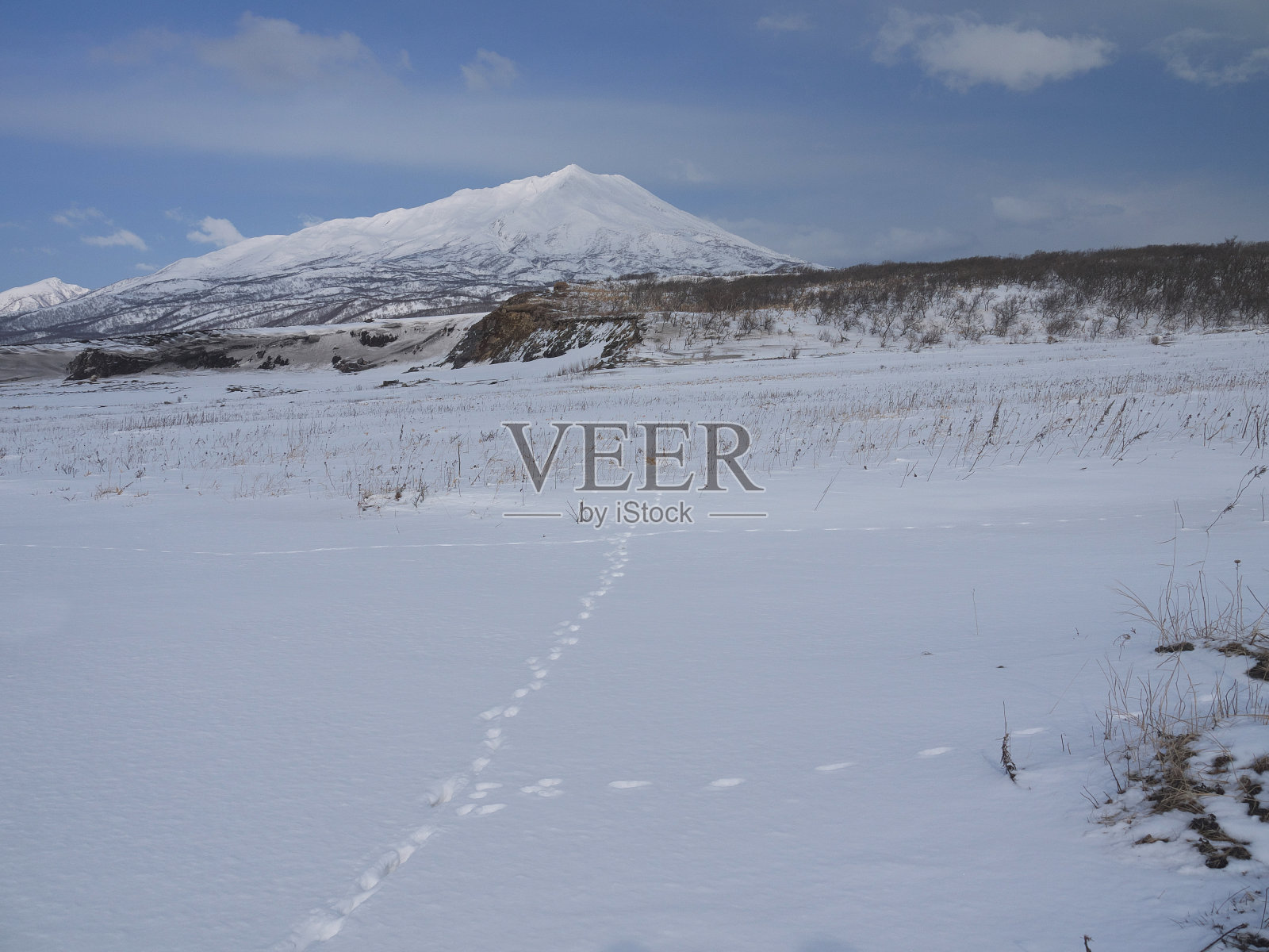 完整雪地上的狐狸脚印照片摄影图片