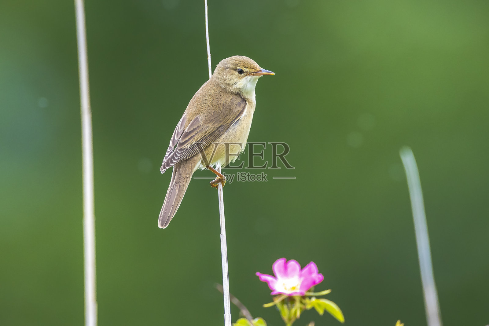 沼泽莺，高原莺，鸣禽照片摄影图片