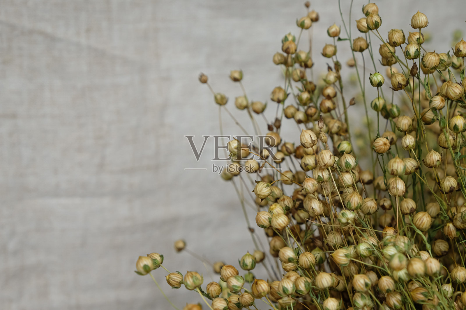 亚麻籽荚。帆布织物背景。照片摄影图片