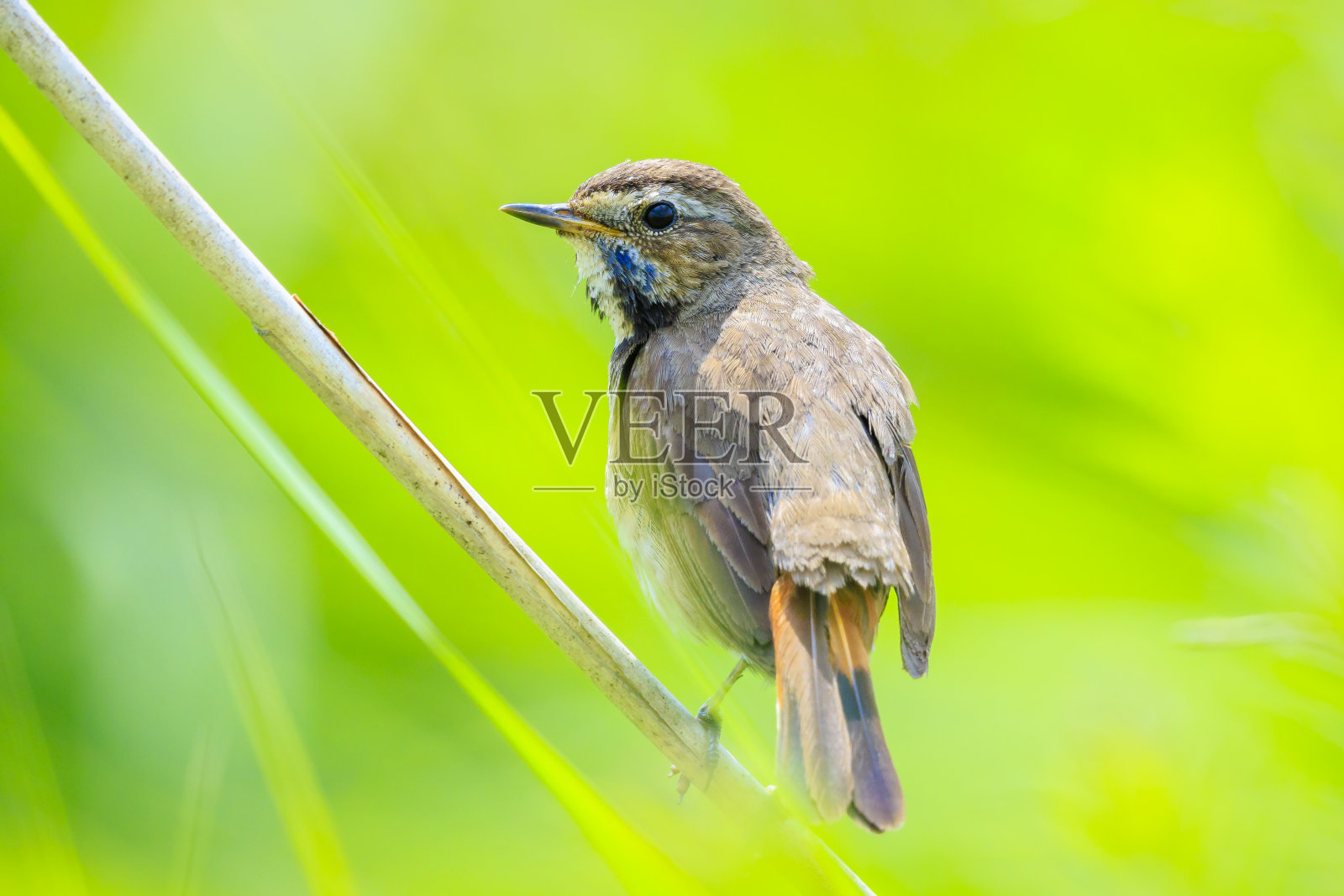 蓝喉鸟Luscinia svecica cyanecula唱歌的特写照片摄影图片