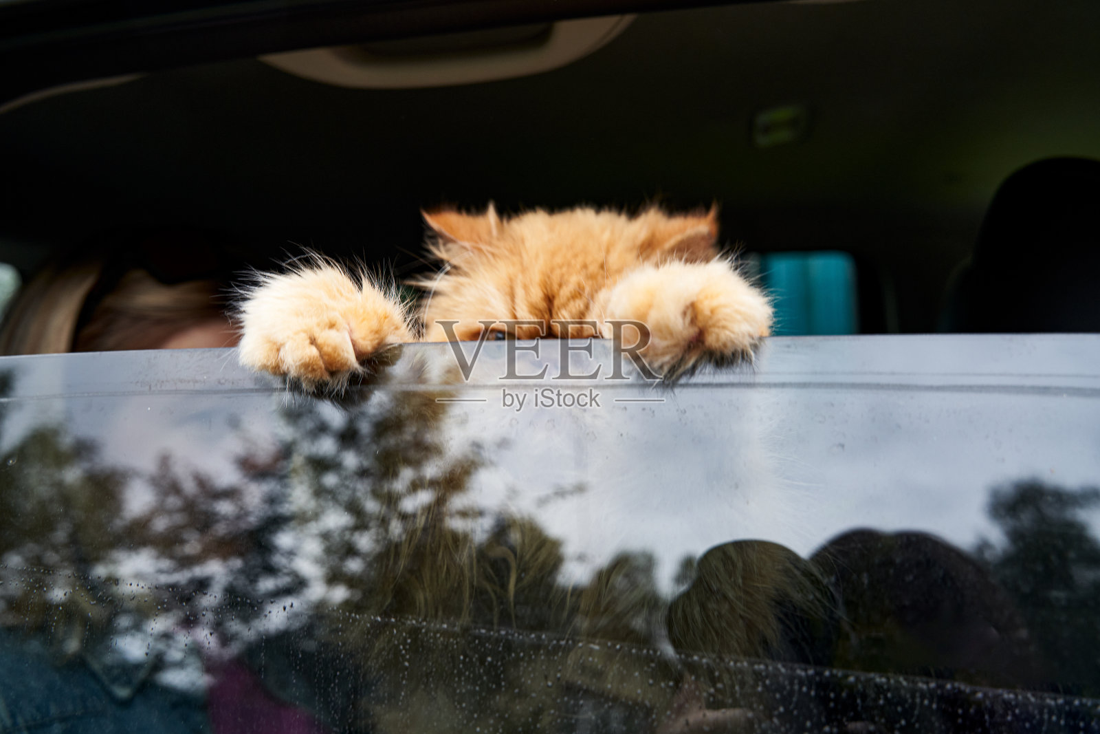 宠物和主人坐在车的座位上。和动物一起旅行。照片摄影图片