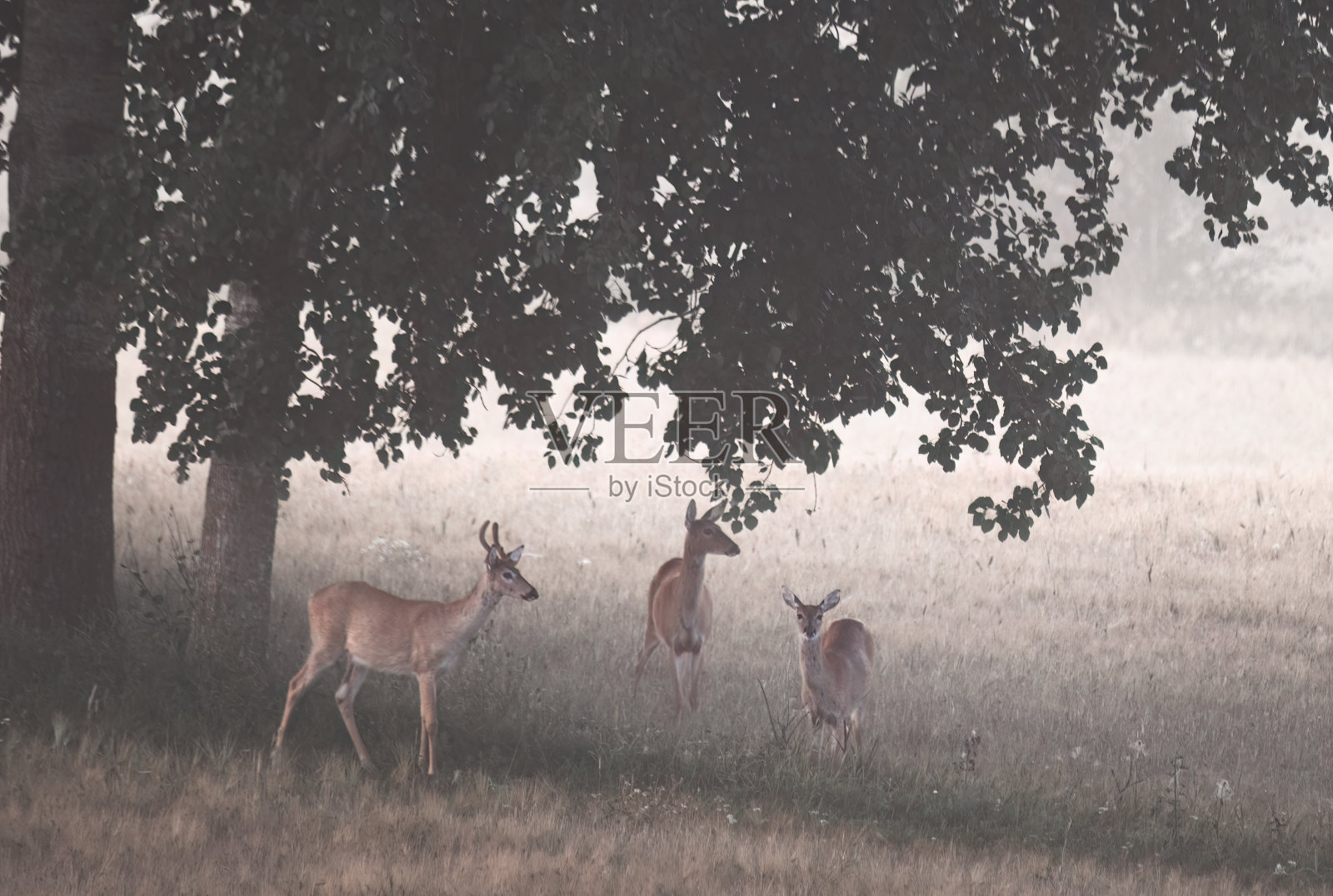 一群白尾鹿在晨雾中奔跑照片摄影图片