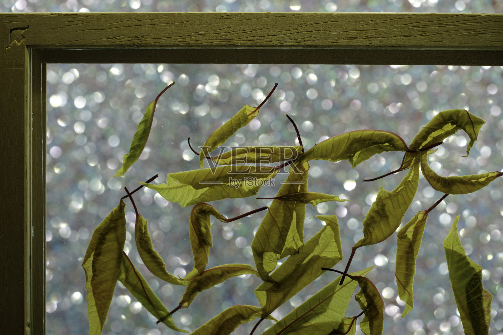 画框里的本杰明无花果干叶子照片摄影图片