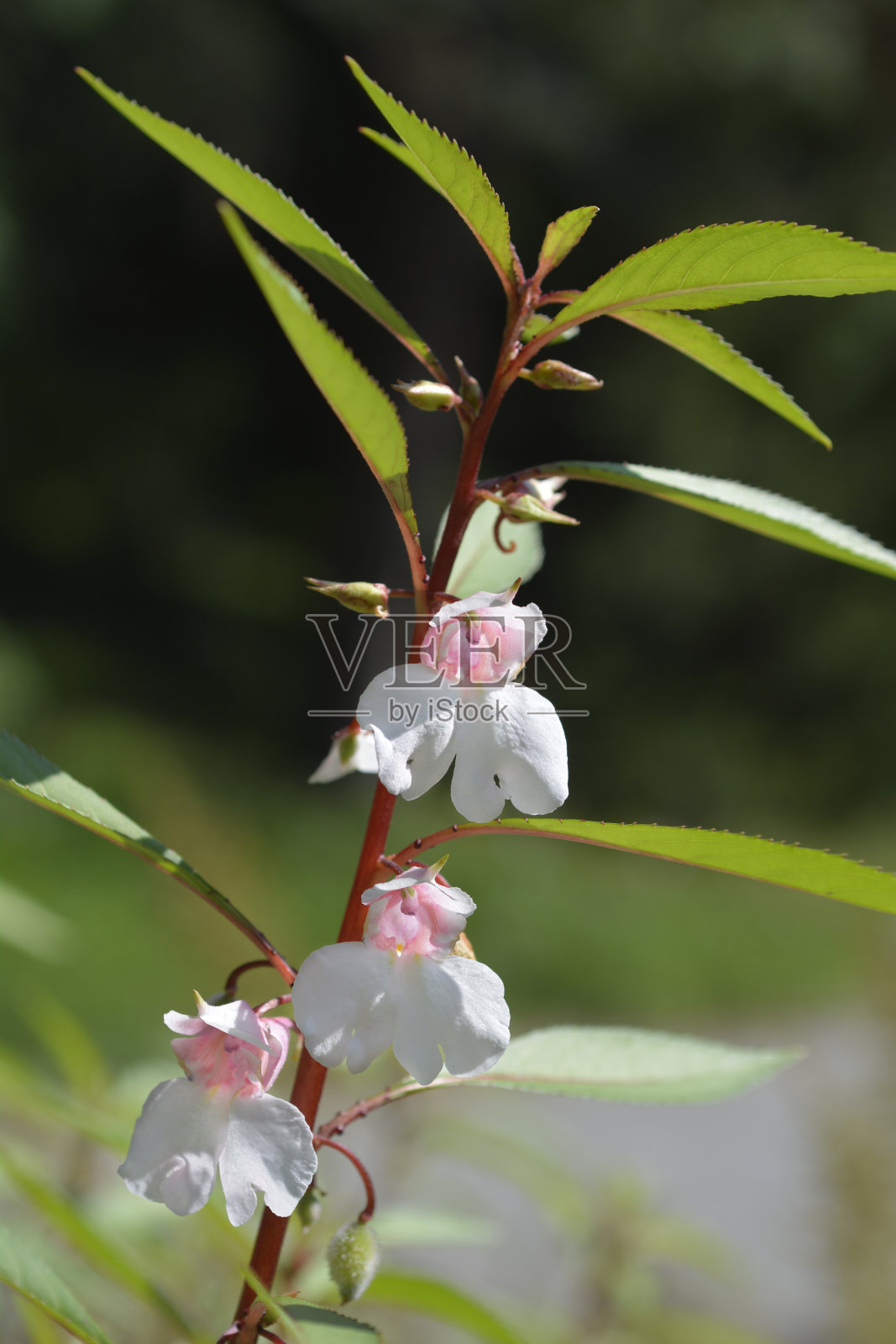 急性子照片摄影图片