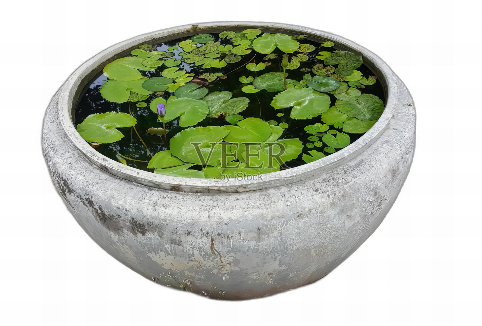 一个花盆里有水生植物的照片，一大锅水生植物在一个有睡莲的花盆里。照片摄影图片