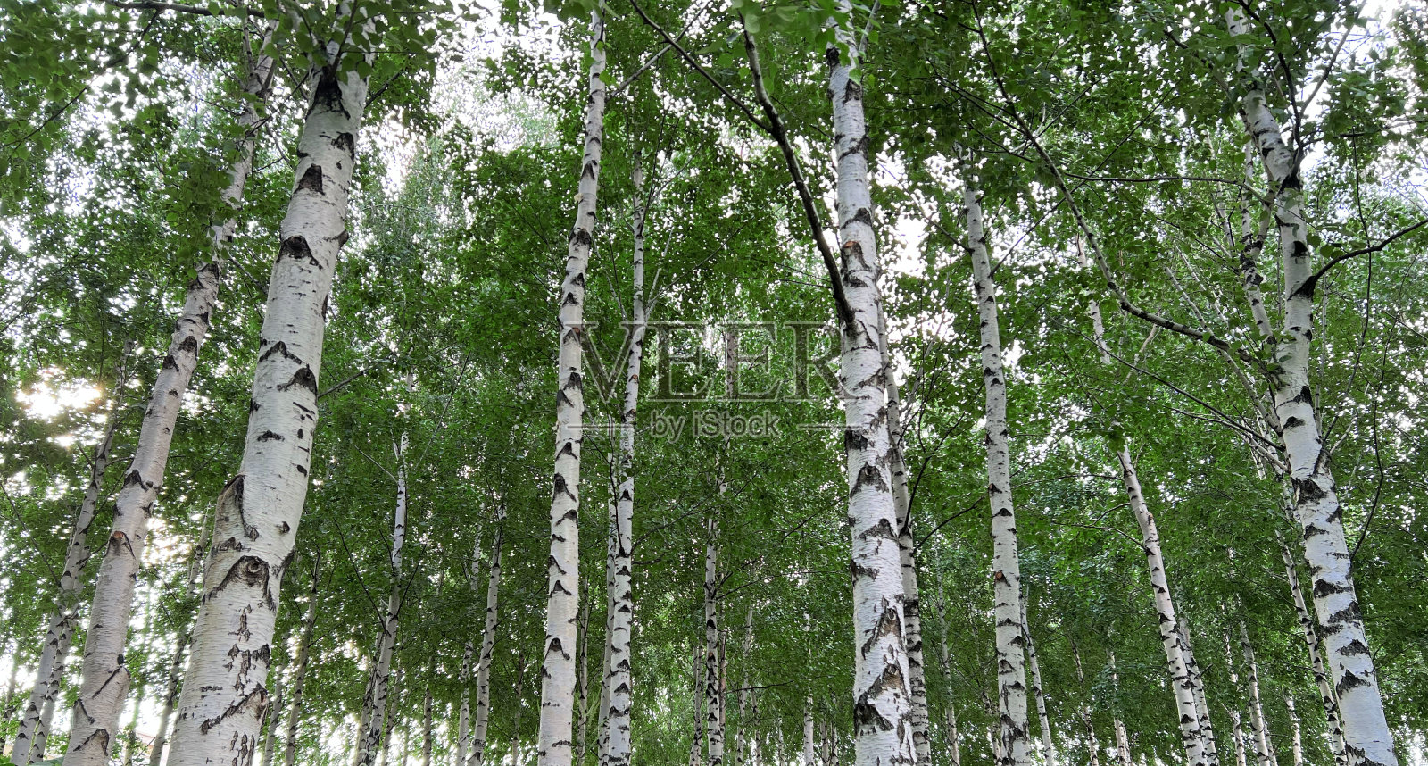 白桦树树干的背景。全景画面。年轻的桦树与黑色和白色的桦树皮在白桦林在夏天对其他桦树的背景。照片摄影图片